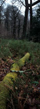 Click on each image to see a larger version.