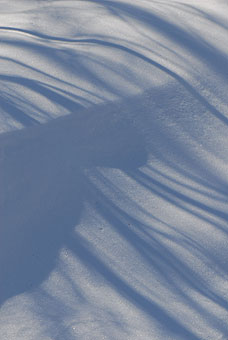 winter trees