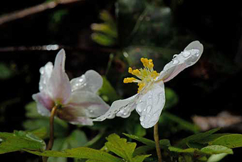 springtime in woods