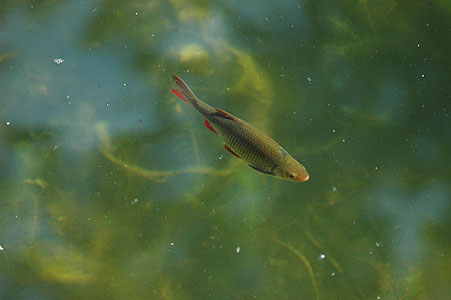 Fish Bruehl
