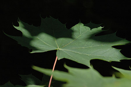 Maple