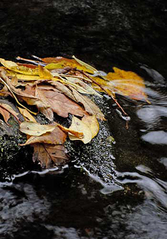 autumn river