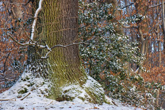 bare sticks (apologies to Jeri)
