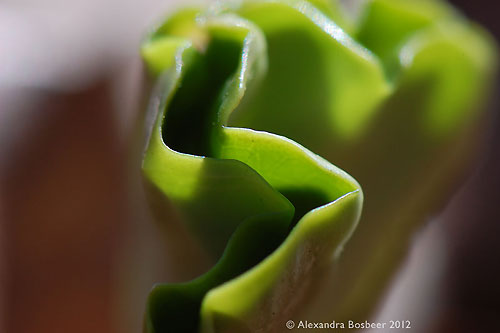 Beech seed leaves