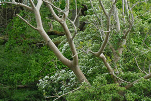 dawn trees