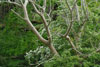 dawn trees
