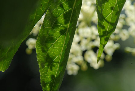June elder