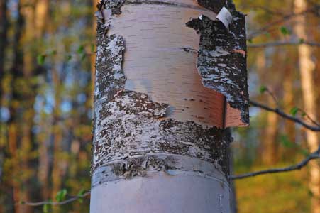 evening paper birch