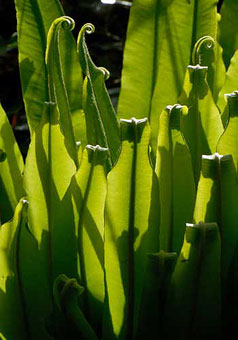 fiddleheads