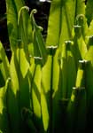 Fiddleheads