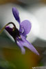 morning violet