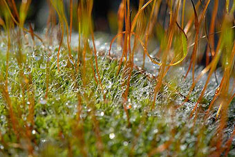frostymoss