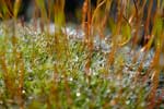 Frosty moss