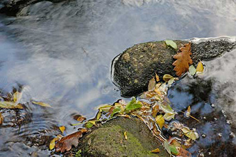 oak river