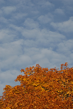 Oregon autumn