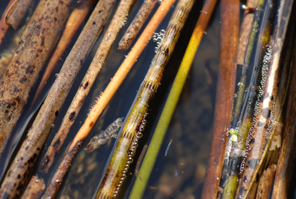 lake edge