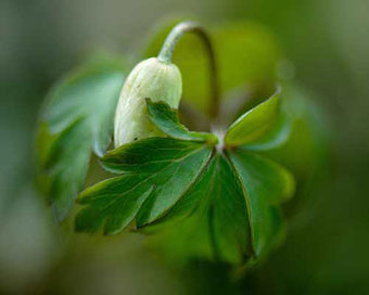 shy anemone