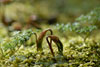 spring emerging