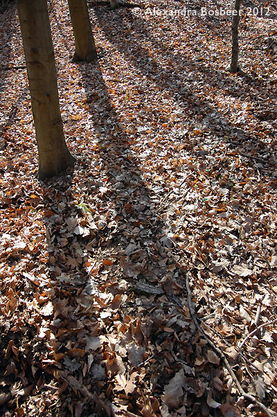 Spring shadows
