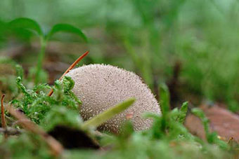 Autumn puffball